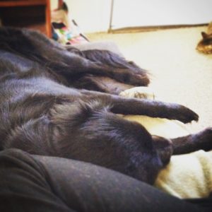 Five UX Lessons from my Dog