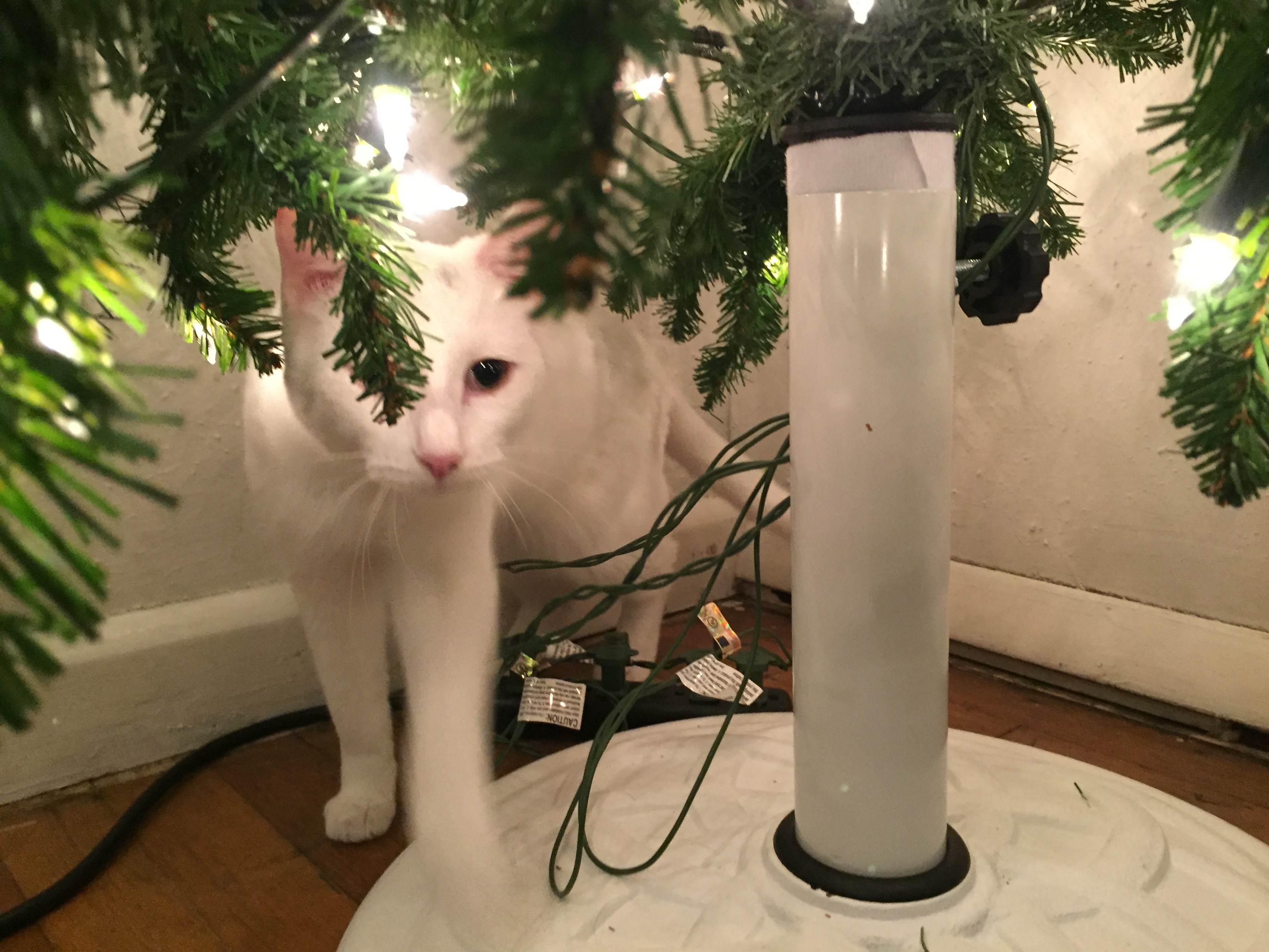 Leia and the Cat-Resistant Christmas Tree Stand